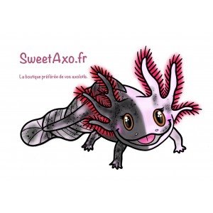 Axolotl Mosaïque