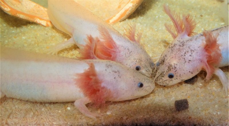 L'axolotl vit dans l'eau mais ce n'est pas un poisson